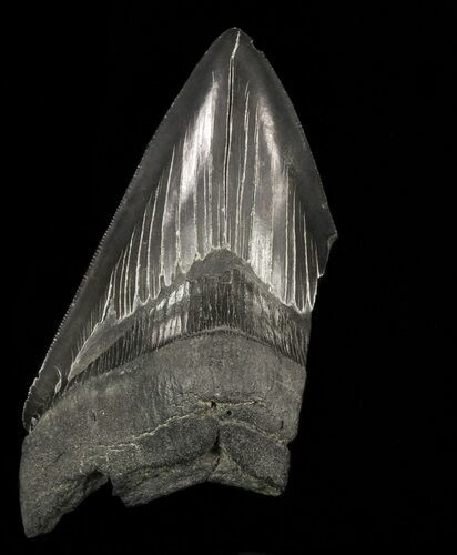 Partial, Megalodon Tooth - Serrated Blade #57894